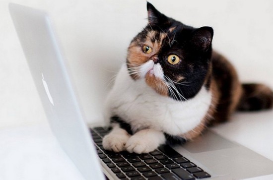 猫咪最新网页版网址,探索知识海洋,启程自信与成就感的探索之旅