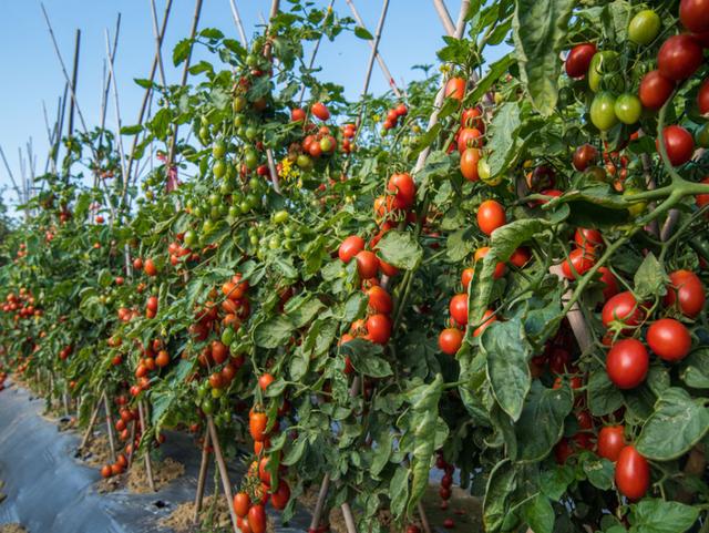 新疆发布最新政策,新疆最新政策的温馨故事