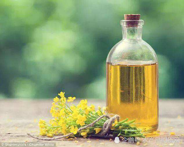 菜油最新消息更新,行业动态与市场动态速递