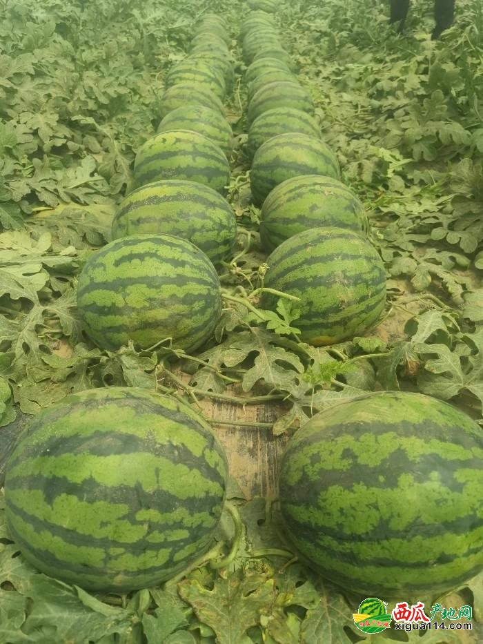 河北西瓜情缘,夏日甜蜜与陪伴的佳话