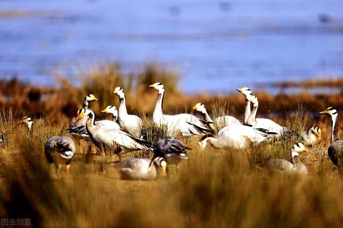 今日番鸭价格行情分析与走势预测