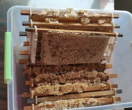 中蜂巢框创新升级引领养蜂产业迈入新时代