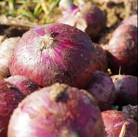 云南洋葱最新价格行情动态更新