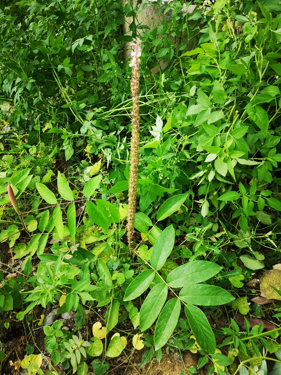 虎尾轮价格与探寻自然美景的探险之旅