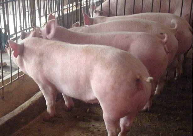 今日猪肉市场行情概览