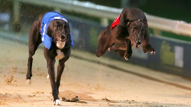 速度与荣耀的较量，灵缇比赛激战正酣