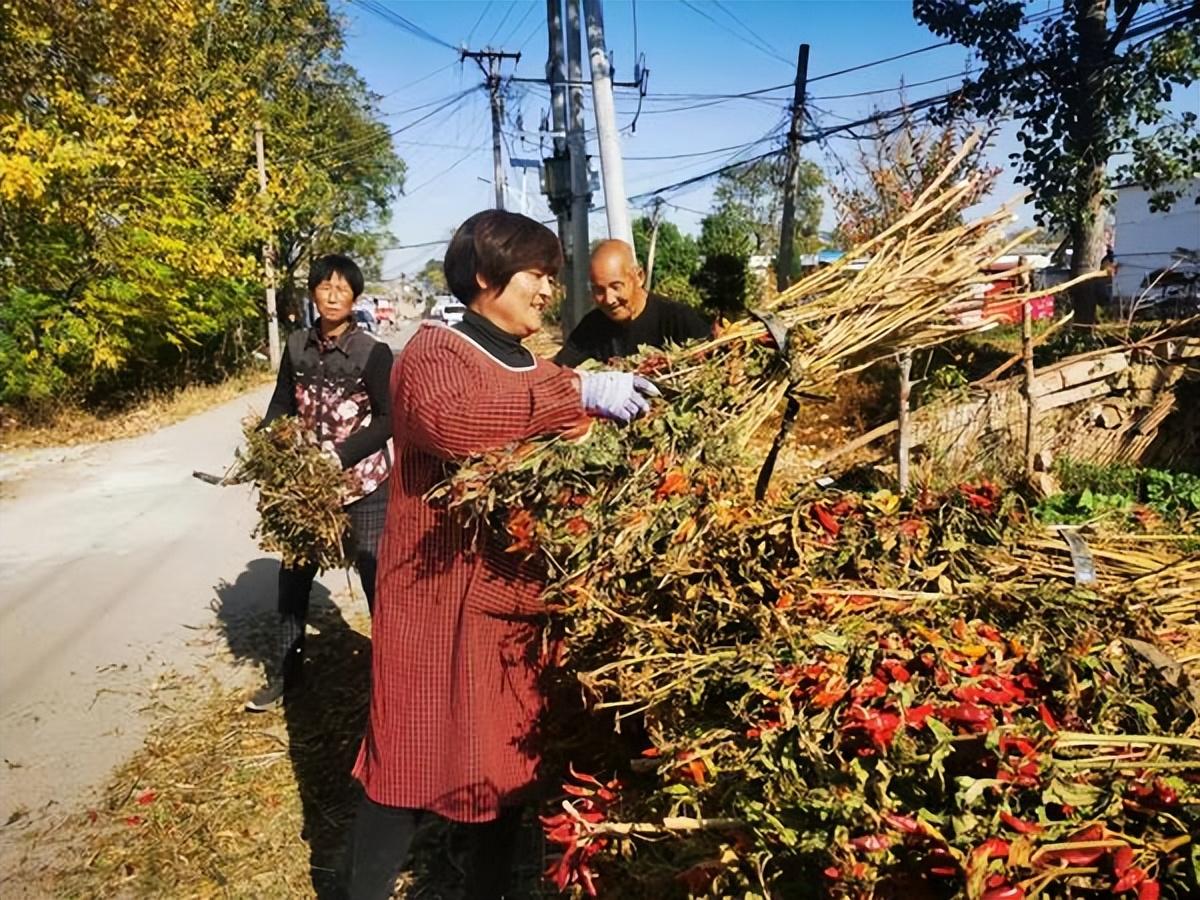 菜辣椒行情，品味行情与友情的独特味道