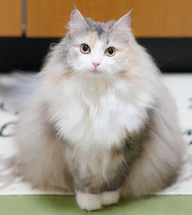 挪威的森林电影，变化、学习与自信的力量之旅