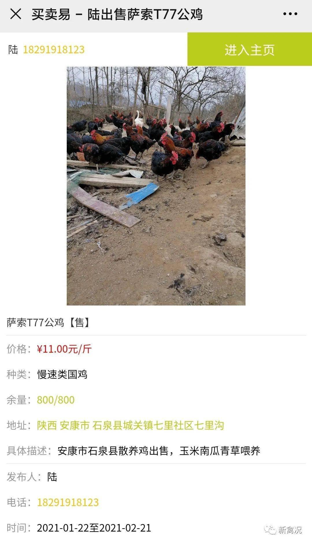 中速鸡行情深度解析与预测