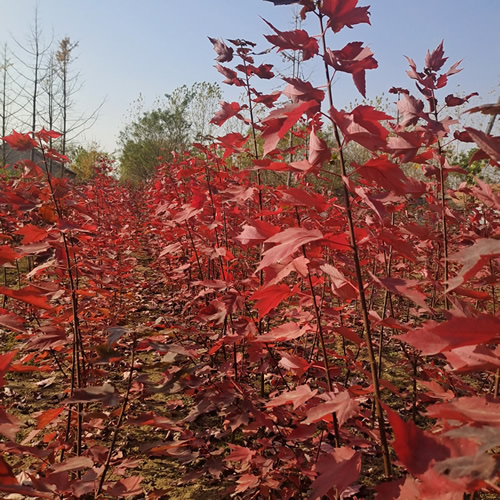 美国红枫5公分价格探析，我的观点与见解