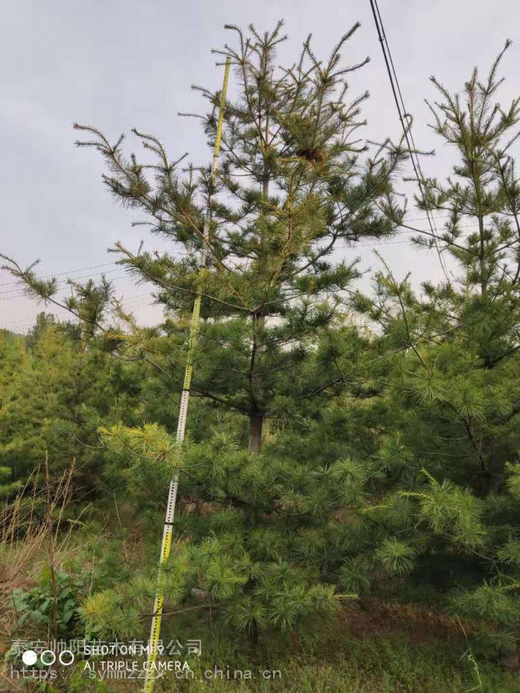 市政设施管理 第43页