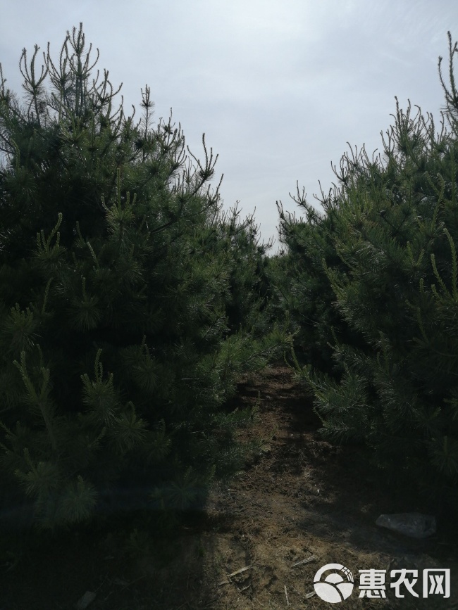 华山松求购信息,科技新品引领生活与未来接轨