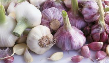 蒜苗最新行情，绿意盎然中的励志成长之旅，学习变化与自信展现