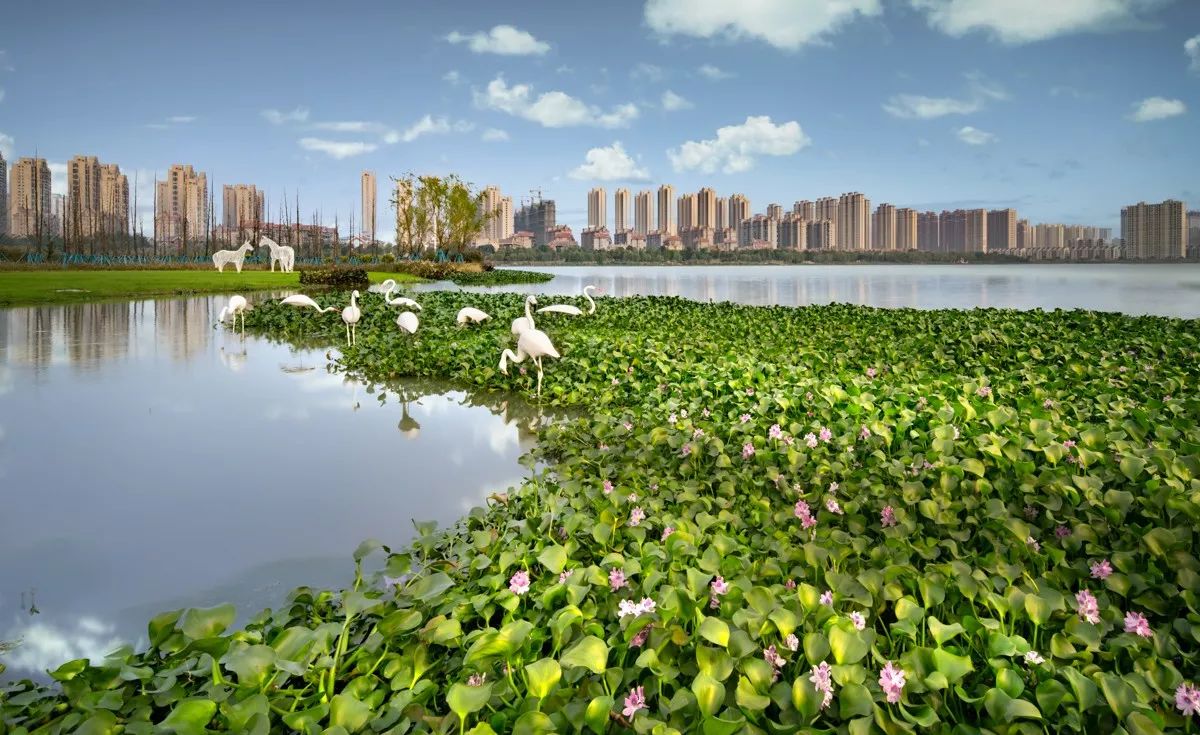 梅冲湖湿地公园最新进展更新