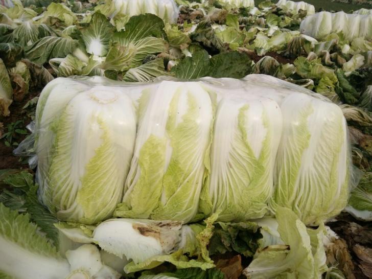 白菜价格的历史背景、重要事件及地位解析