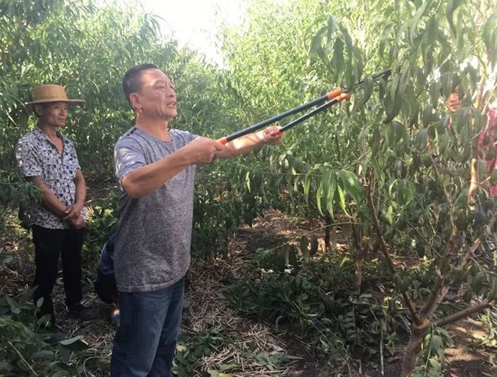 孙广军桃树修剪教学视频,孙广军桃树修剪教学视频，修剪技术的争议与解析