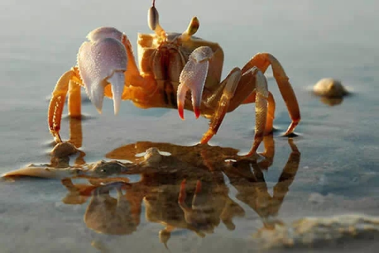 黑螃蟹与红螃蟹的赛场对决，色彩与实力的较量？