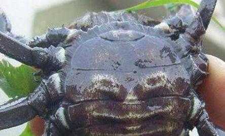 黑螃蟹与红螃蟹的竞赛传奇对决!