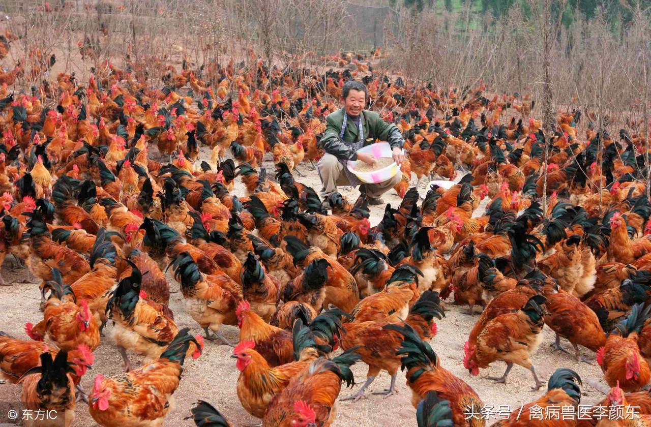 皖北麻鸡价格动态解析，全面了解并跟踪麻鸡价格的指南