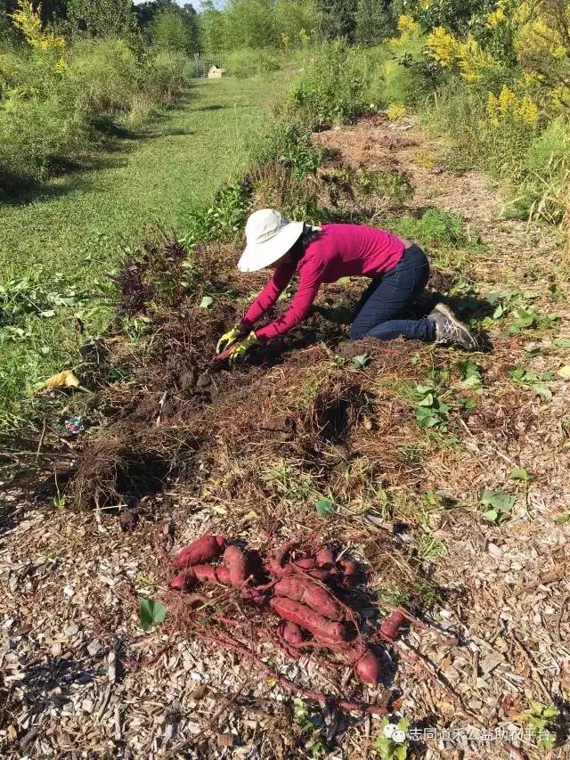 美国森林动态概览