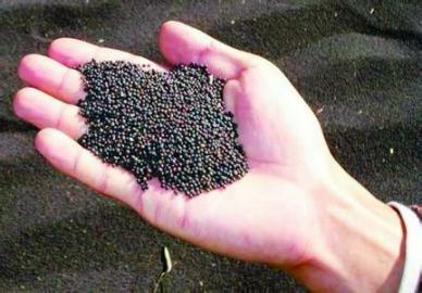 最新油菜籽价格与油菜籽产地自然美景的旅行探索