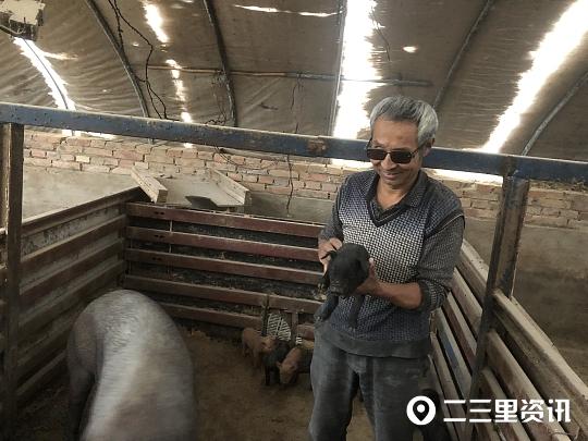 科技重塑畜牧业,未来养猪棚体验之旅新篇章