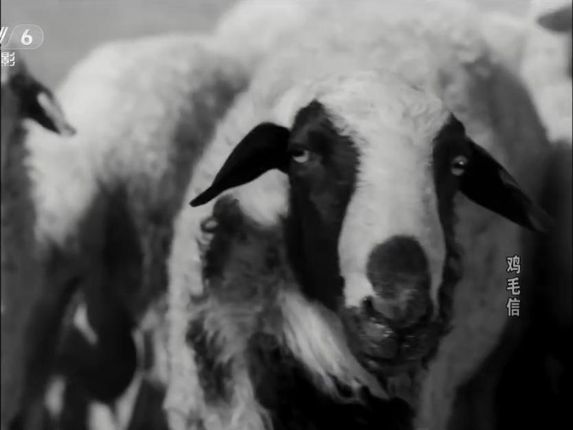 鸡毛信演员的成长之路，自信与成就感的励志之旅